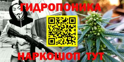 шишки Будённовск